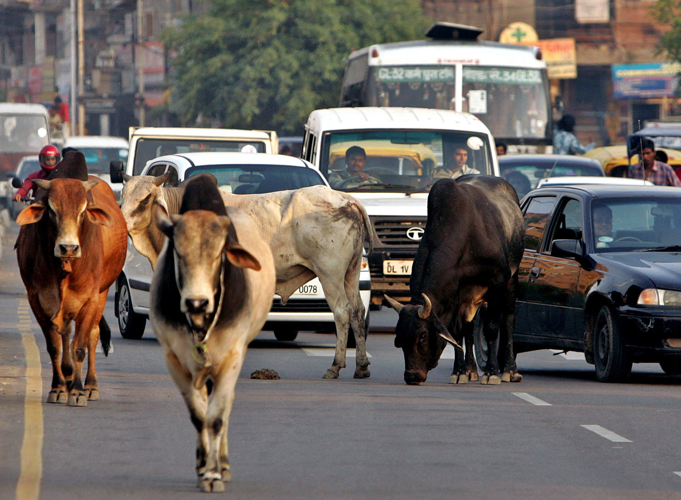 cow-recognition-technology-developed-to-avoid-accidents-on-roads